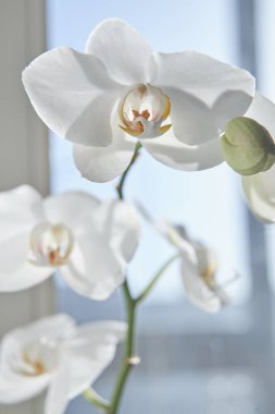 Güneş ışığında beyaz orkide, yeşil tomurcuk, yeni bir çiçek, bir kelebek, makro, Phalaenopsis, Doritis, Grafia, Kingidium, Kingiella, Lesliea, Synadena, Stauroglottis, Stauritis, Polystylus, Polychilos