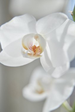 Güneş ışığında beyaz orkide, yeşil tomurcuk, yeni bir çiçek, bir kelebek, makro, Phalaenopsis, Doritis, Grafia, Kingidium, Kingiella, Lesliea, Synadena, Stauroglottis, Stauritis, Polystylus, Polychilos
