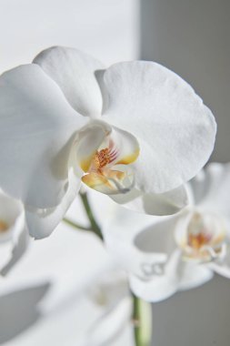Güneş ışığında beyaz orkide, yeşil tomurcuk, yeni bir çiçek, bir kelebek, makro, Phalaenopsis, Doritis, Grafia, Kingidium, Kingiella, Lesliea, Synadena, Stauroglottis, Stauritis, Polystylus, Polychilos