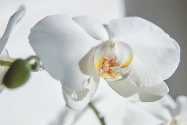 Orchidee Bianche Luce Del Sole Germoglio Verde Nuovo Fiore Una — Foto Stock