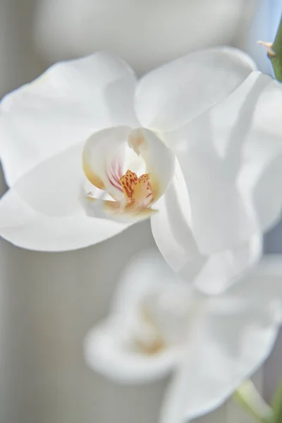 Güneş Işığında Beyaz Orkide Yeşil Tomurcuk Yeni Bir Çiçek Bir — Stok fotoğraf