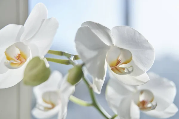 White Orchids Sun Light Green Bud New Flower Butterfly Macro — Stock Photo, Image