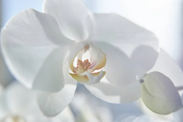 Orchidee Bianche Luce Del Sole Germoglio Verde Nuovo Fiore Una — Foto Stock