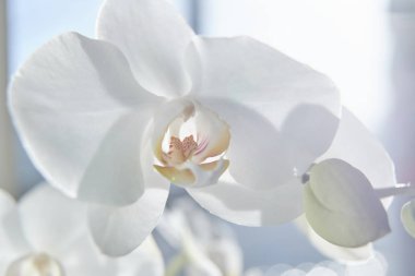 Güneş ışığında beyaz orkide, yeşil tomurcuk, yeni bir çiçek, bir kelebek, makro, Phalaenopsis, Doritis, Grafia, Kingidium, Kingiella, Lesliea, Synadena, Stauroglottis, Stauritis, Polystylus, Polychilos