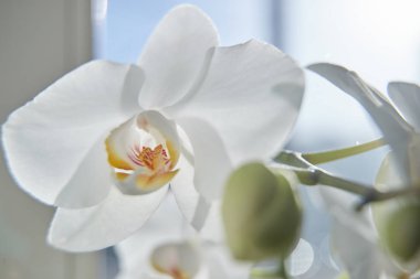 Güneş ışığında beyaz orkide, yeşil tomurcuk, yeni bir çiçek, bir kelebek, makro, Phalaenopsis, Doritis, Grafia, Kingidium, Kingiella, Lesliea, Synadena, Stauroglottis, Stauritis, Polystylus, Polychilos