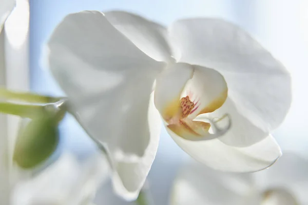 Orchidee Bianche Luce Del Sole Germoglio Verde Nuovo Fiore Una — Foto Stock