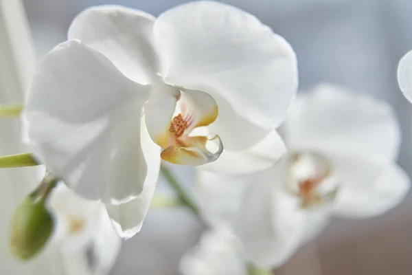 Orchidee Bianche Luce Del Sole Germoglio Verde Nuovo Fiore Una — Foto Stock