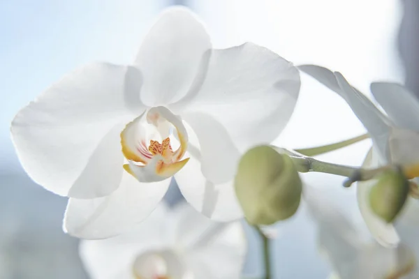 Orchidee Bianche Luce Del Sole Germoglio Verde Nuovo Fiore Una — Foto Stock