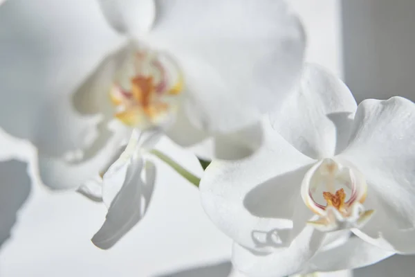 Orchidee Bianche Luce Del Sole Germoglio Verde Nuovo Fiore Una — Foto Stock