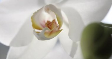 Güneş ışığında beyaz orkide, yeşil tomurcuk, yeni bir çiçek, bir kelebek, makro, Phalaenopsis, Doritis, Grafia, Kingidium, Kingiella, Lesliea, Synadena, Stauroglottis, Stauritis, Polystylus, Polychilos