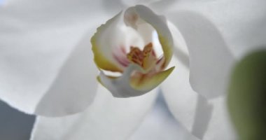 Güneş ışığında beyaz orkide, yeşil tomurcuk, yeni bir çiçek, bir kelebek, makro, Phalaenopsis, Doritis, Grafia, Kingidium, Kingiella, Lesliea, Synadena, Stauroglottis, Stauritis, Polystylus, Polychilos