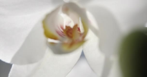 Белые Орхидеи Солнечном Свете Зеленый Бутон Новый Цветок Бабочка Макро — стоковое видео