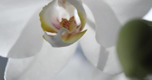 Güneş Işığında Beyaz Orkide Yeşil Tomurcuk Yeni Bir Çiçek Bir — Stok video