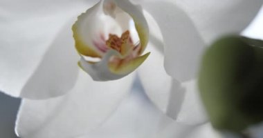 Güneş ışığında beyaz orkide, yeşil tomurcuk, yeni bir çiçek, bir kelebek, makro, Phalaenopsis, Doritis, Grafia, Kingidium, Kingiella, Lesliea, Synadena, Stauroglottis, Stauritis, Polystylus, Polychilos