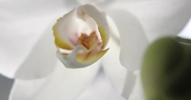 Białe Orchidee Światło Słoneczne Zielony Bud Nowy Kwiat Motyl Makro — Wideo stockowe