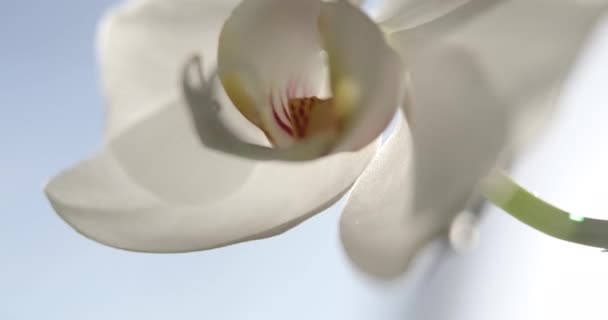 Белые Орхидеи Солнечном Свете Зеленый Бутон Новый Цветок Бабочка Макро — стоковое видео