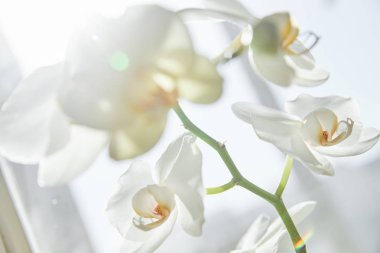 Güneş ışığında beyaz orkide, yeşil tomurcuk, yeni bir çiçek, bir Butte