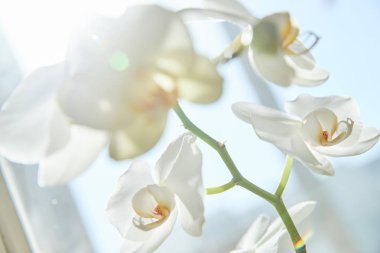 Güneş ışığında beyaz orkide, yeşil tomurcuk, yeni bir çiçek, bir Butte