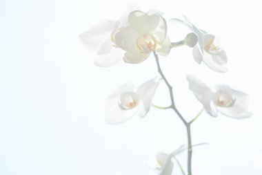 Güneş ışığında beyaz orkide, yeşil tomurcuk, yeni bir çiçek, bir Butte