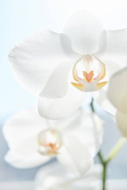 Güneş ışığında beyaz orkide, yeşil tomurcuk, yeni bir çiçek, bir Butte