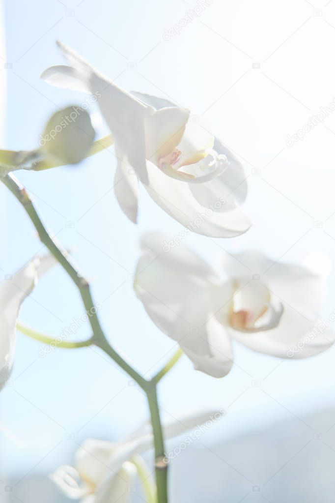White orchids on sun light, the green bud, a new flower, a butte