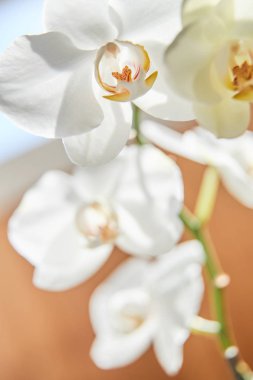 Güneş ışığında beyaz orkide, yeşil tomurcuk, yeni bir çiçek, bir Butte