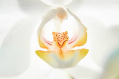 Güneş ışığında beyaz orkide, yeşil tomurcuk, yeni bir çiçek, bir Butte