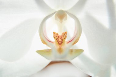 Güneş ışığında beyaz orkide, yeşil tomurcuk, yeni bir çiçek, bir Butte