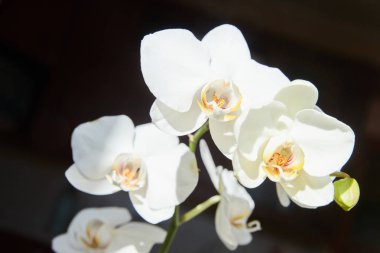 Güneş ışığında beyaz orkide, yeşil tomurcuk, yeni bir çiçek, bir kelebek, makro, Phalaenopsis, Doritis, Grafia, Kingidium, Kingiella, Lesliea, Synadena, Stauroglottis, Stauritis, Polystylus, Polychilos