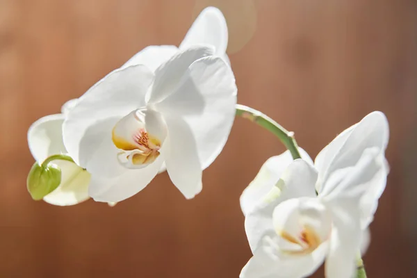 Orchidee bianche su luce del sole, il germoglio verde, un nuovo fiore, un butte — Foto Stock