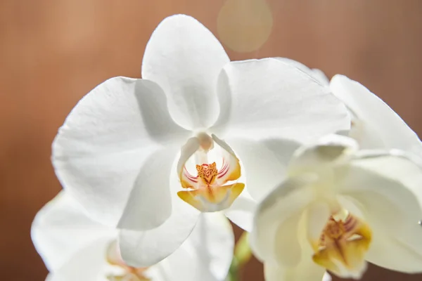 Orchidee bianche su luce del sole, il germoglio verde, un nuovo fiore, un butte — Foto Stock