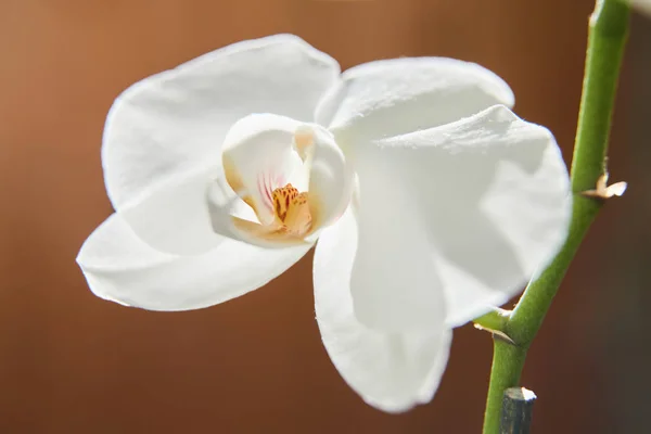 Weiße Orchideen auf Sonnenlicht, die grüne Knospe, eine neue Blume, ein Stumpf — Stockfoto