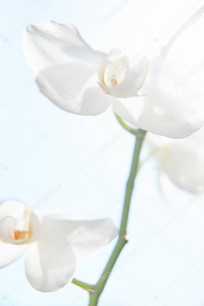 White orchids on sun light, the green bud, a new flower, a butte