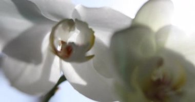 Güneş ışığında beyaz orkide, yeni bir çiçek, bir kelebek, makro, Phalaenopsis, Doritis, Grafia, Kingidium, Kingiella, Lesliea, Synadena, Stauroglottis, Stauritis, Polystylus, Polychilos, güneş yansımaları