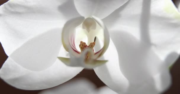Bílé orchideje na slunci, nový květ, motýl, makro, Falaenopóza, Doritida, grafia, Kingidium, Kingiella, Lesliea, Synadena, Stauroglottis, Stauritis, Polystylus, Polychilos, sluneční odrazy