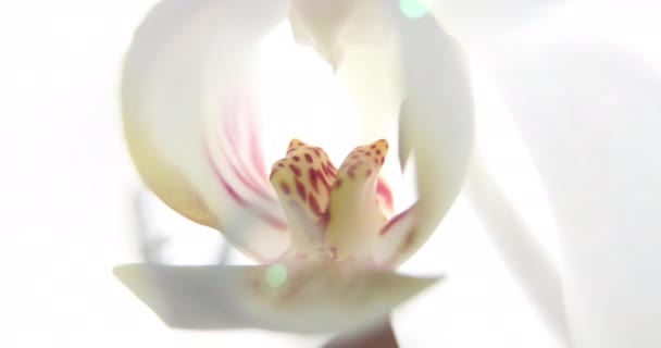 Vita Orkidéer Solljus Blomma Fjäril Makro Phalaenopsis Doritis Grafia Kingidium — Stockvideo