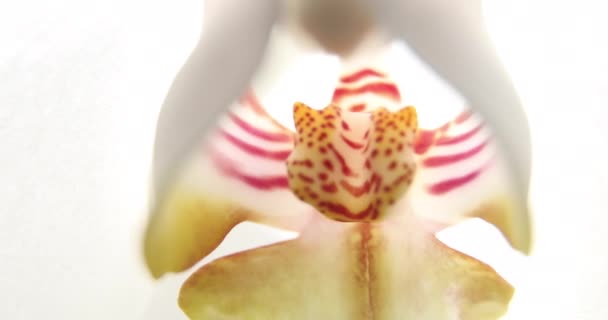 Białe Orchidee Światło Słoneczne Nowy Kwiat Motyl Makro Phalaenopsis Doritis — Wideo stockowe