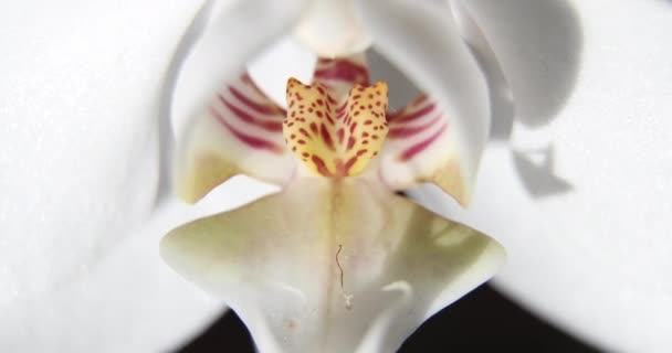 Vita Orkidéer Solljus Blomma Fjäril Makro Phalaenopsis Doritis Grafia Kingidium — Stockvideo