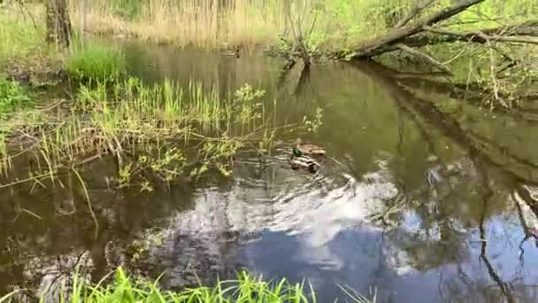 O pato e o rasto flutuam em um riacho da floresta, nuvens meteorológicas — Vídeo de Stock