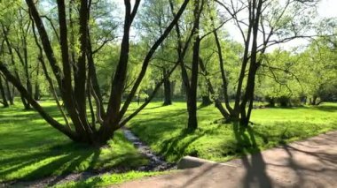 Rusya, St.Petersburg, 26 Mayıs 2020: Genç adam parkta sabah koşusu yapıyor, baharda ormanda, uzun ağaç gölgeleri, mavi gökyüzü, ağaçların tomurcukları, huş gövdeleri, güneşli bir gün, ormanda yol.