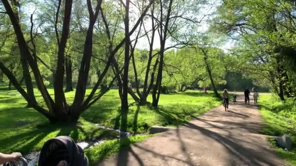 Russland, St.Petersburg, 26. Mai 2020: Menschen gehen im Park spazieren, Mütter mit Kutschen, Frühling im Wald, lange Schatten von Bäumen, blauer Himmel, Knospen von Bäumen, Birkenstämme, sonniger Tag, Waldweg — Stockvideo