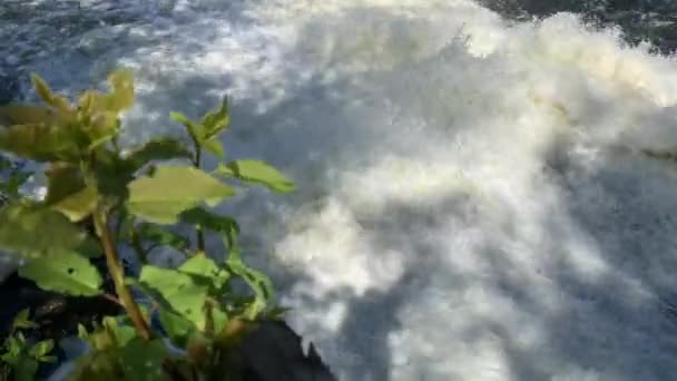 Fluxo de água rápido em uma pequena barragem no rio na floresta, tempo ensolarado — Vídeo de Stock