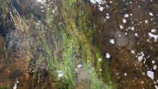 El agua clara del río tranquilo está en algún lugar del bosque, una gran cantidad de algas y hierba en el agua, una corriente tranquila, el reflejo del sol en el agua, la costa verde, el canto de las aves — Vídeos de Stock