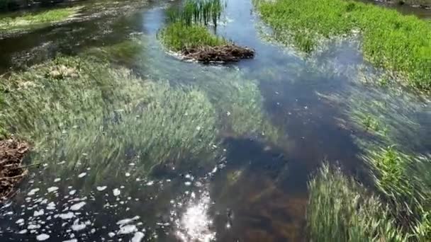 Het heldere water van de kalme rivier is ergens in het bos, veel algen en gras in het water, een rustige stroming, de reflectie van de zon op het water, de groene kust, Zingen van vogels — Stockvideo