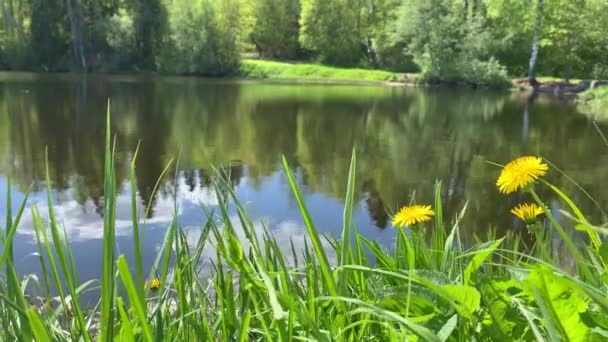 Forest landscape, pond or the lake in the forest, green coast, dandelions and a grass in the foreground, silence, singing of birds, sky and wood reflection on water — Stock Video