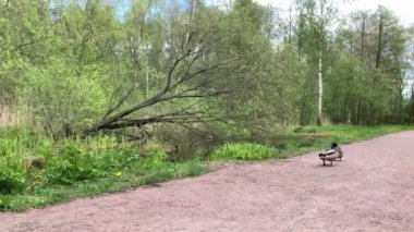 Ördek ve Drake ormanda göl boyunca yürür ördek ve Drake bir orman deresinde yüzer, bulutlar havada süzülür.