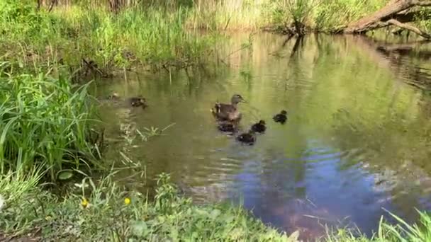 Matka kaczka z kaczątkami pływa w leśnym strumieniu, słoneczna pogoda, śpiew ptaków — Wideo stockowe