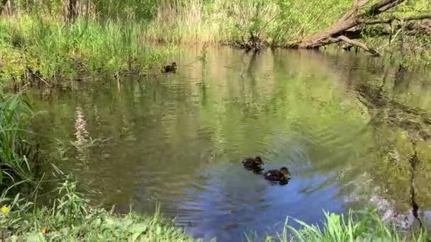 Mère canard aux canetons nage dans un ruisseau forestier, temps ensoleillé, chant des oiseaux