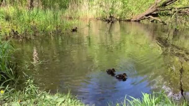 Moeder een eend met eenden zwemt in een bos kreek, zonnig weer, zingen van vogels — Stockvideo