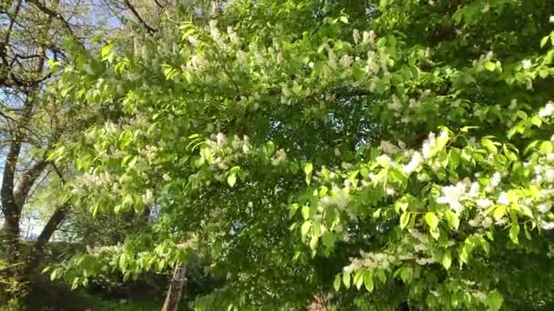 Nahaufnahme von blühenden Zweigen einer Vogelkirsche, sonnigem Wetter, Vogelgesang — Stockvideo